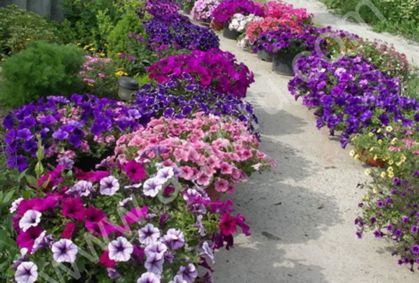 РАССАДА ЦВЕТОВ петуния бархатцы сурфиния и другие