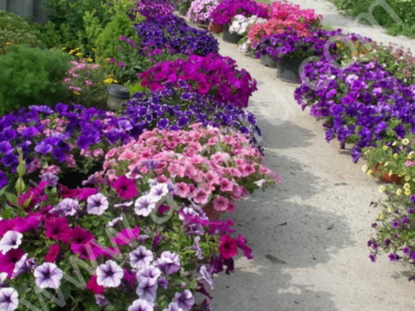 РАССАДА ЦВЕТОВ петуния бархатцы сурфиния и другие