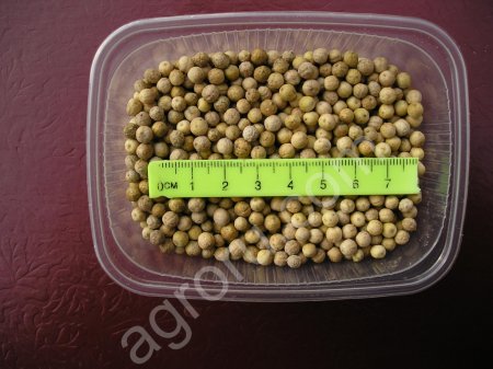 Семена хрена (Катран Аккорд) очень ядреный