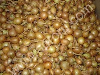 Лук севок
