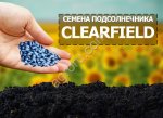 Гибриды семена подсолнечника НС Х 6009 (Евро-Лайтнинг)