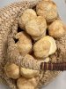 Ежовик Гребенчатый