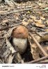 Сушеные белые грибы и подосиновики