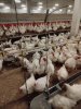 Клеточное оборудование для птицеводства