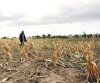Засуха стоила фермерам 33 млрд рублей, подсчитал Минсельхоз