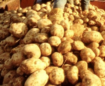 Цены на картофель в Кургане снижены
