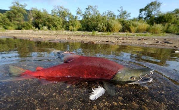 Югра: браконьеры-рыболовы от ответственности не уйдут