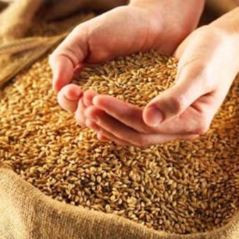 Россия сможет купить зерно у Аргентины, Украины и Казахстана