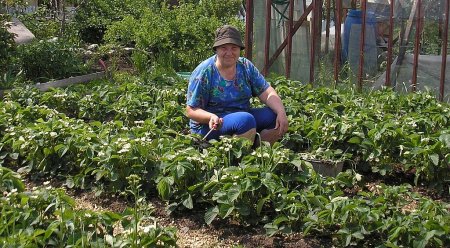 Оформление пользования землей: сроки продлили