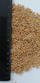 Горчица белая