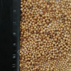 Горчица белая