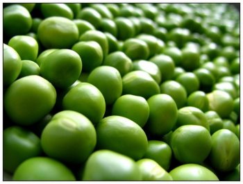 В Челябинске обсудили перспективы возделывания сои