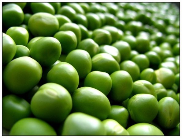 В Челябинске обсудили перспективы возделывания сои