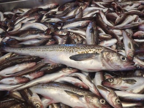 Крымскую рыбу скупают москвичи – глава госкомитета по рыболовству