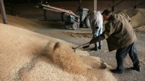 Экспорт зерна растет
