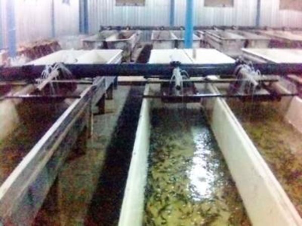 Водомеры в рыбных хозяйствах Армении не повлияют на цену рыбы