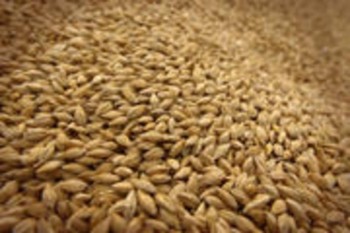 Бангладеш закупил 50 тыс. тонн пшеницы