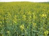 Россия увеличит в 2011/12 МГ экспорт рапса в 2,4 раза до 100 тыс. тонн
