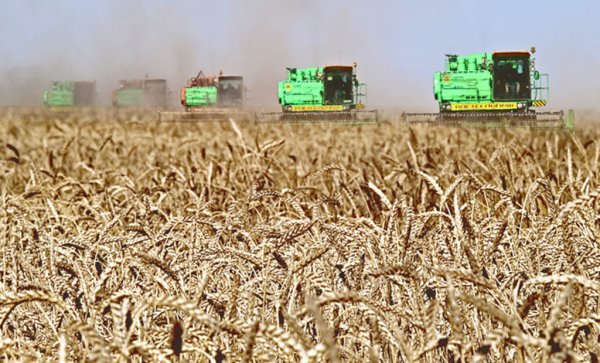 Валовой сбор зерновых в Китае за 2011 г. достигнет 550 млн тонн