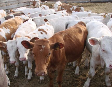 Полсотни телят погибли при пожаре в Приамурье