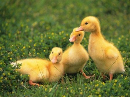 Птицеводческие предприятия Башкирии предлагают гражданам  сотрудничество