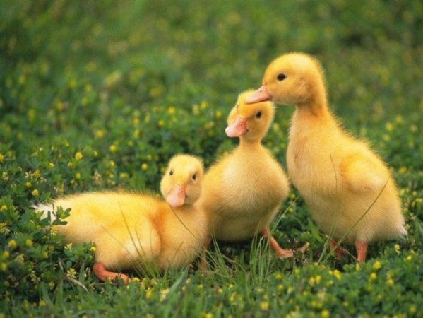 Птицеводческие предприятия Башкирии предлагают гражданам  сотрудничество