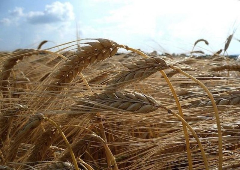 В 2015 году Воронежская область должна получить сельхозпродукции на 150 млрд рублей
