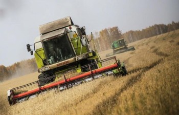 Курочка по зернышку: как экспорт российского зерна влияет на потребителей?