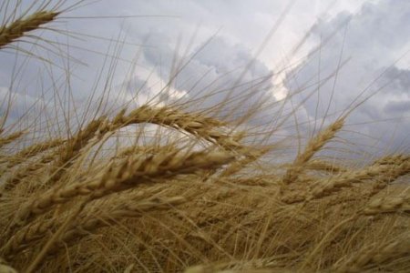 Юрий Корнюш: Прошедшие на Дону дожди не повлияют на общую массу зерна