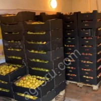 Пинк Леди, Голден. 1-2 сорт. 65 калибр . 2020 урожай