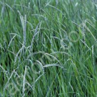 Пырей ползучий