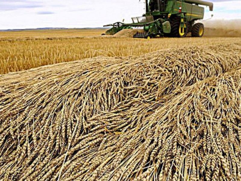 Рекордный урожай подсолнечника -Краткий обзор рынка зерна