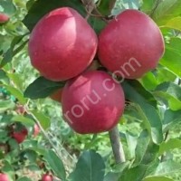 Яблоки Гала, Мельба и др. оптом