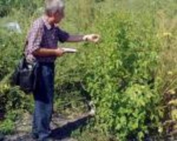 Пыльца этого растения вызывает у человека астму