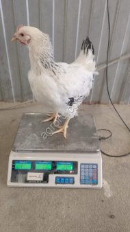 Молодка доминант