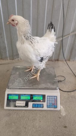 Молодка доминант