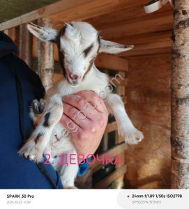 Карликовая коза