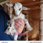 Карликовая коза