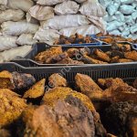 Чага берёзовая