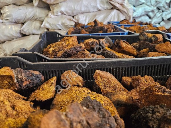 Чага берёзовая