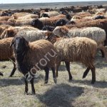 Бараны ягнята