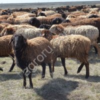 Бараны ягнята