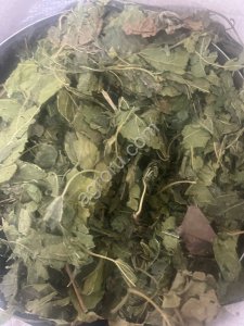 Шелковица лист