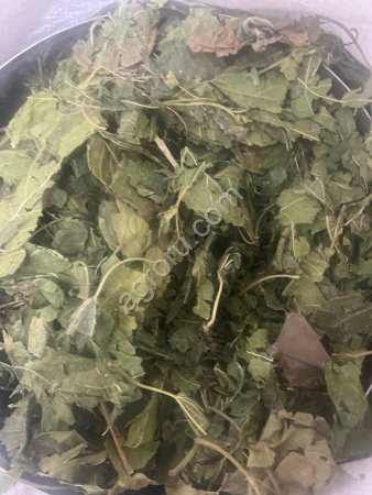 Шелковица лист