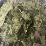 Шелковица лист