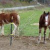 Электропастух для лошадей на 2 Га