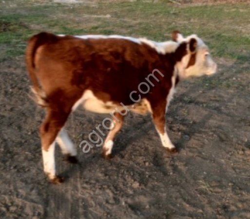 телята мясной породы для откорма и племя