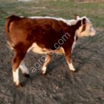 телята мясной породы для откорма и племя