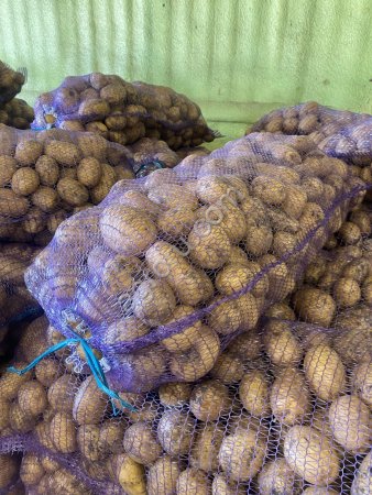 Молодой картофель от производителя 1 сорта
