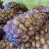 Молодой картофель от производителя 1 сорта